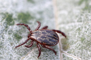 lyme disease treatment with diet and acupuncture